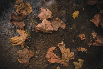 Fallen autumn leaves on the ground