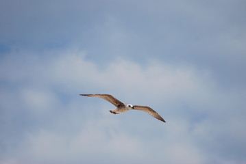 Seagull in flight
