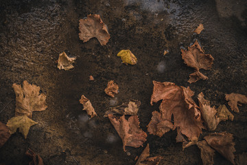 Fallen autumn leaves on the ground
