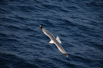 Seagull soaring over the blue ocean surface