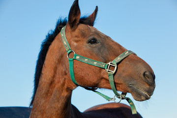 Outdoor profile head portrait of a thoroughbred dark brown horse with , halter and attentive facial expression in front of blue sky background.