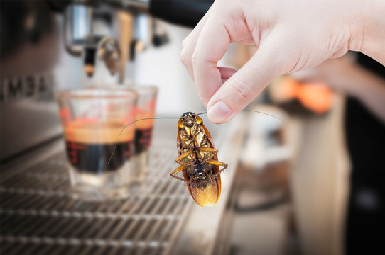 Woman's Hand holding cockroach on coffee machine fresh background, eliminate cockroach in coffee shop and kitchen