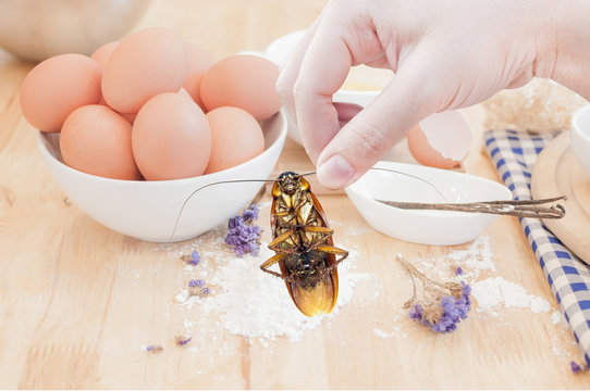 Woman's Hand holding cockroach on food kitchen background, eliminate cockroach in kitchen