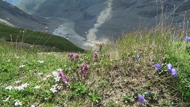 Zygaenidae moths on alpine plants in Grossglockner mountain area at European Alps
