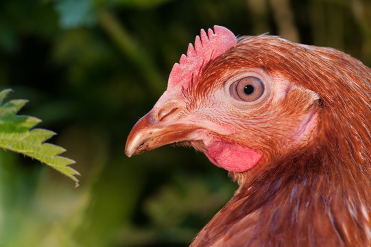 Close-up portrait of free range chicken outdoors 