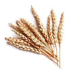 Fototapeta premium Wheat isolated