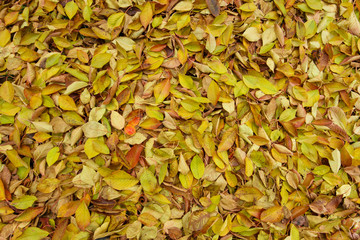 Autumn Leaf mosai,sample, pattern