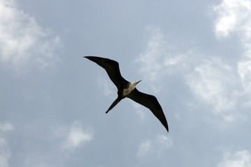 Bird Flies Over