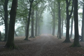 Fotobehang Beukenlaan in de mist in de Kruisbergse Bossen © henkbouwers