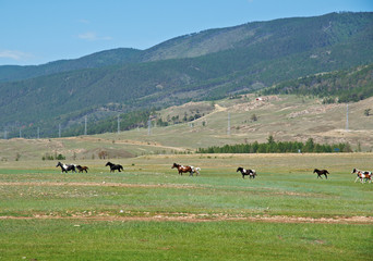 horses in the nature