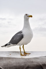 Seagull perched on a boat