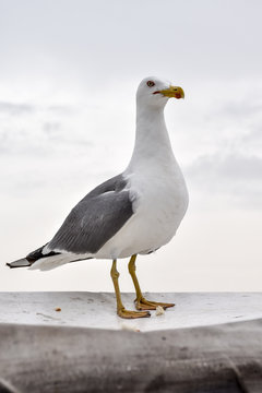 Seagull perched on a boat
