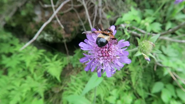 Pellucid Fly on field scabious flower. European alps.
