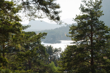  Pine forest on the background of high mountains.