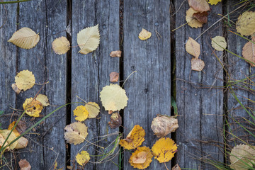 Weathered wooden planks, hays and fallen leaves viewed from above in the autumn.