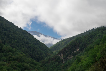 Fototapeta premium Hyrcania Forest, Mazandaran, Iran