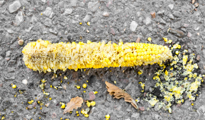 corn on the ground like trash