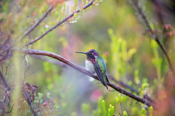 Anna's Hummingbird (Calypte anna) perched on a branch in a colorful garden. Santa Cruz, California, USA.