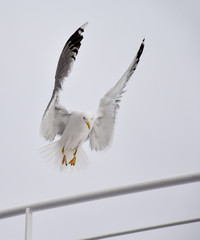 Seagull landing on a boat