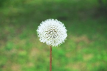 One dandelion on green blurry background. Nature