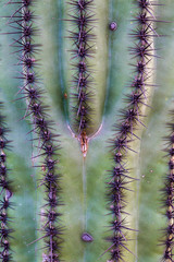Arizona Desert Landscapes
