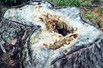 Stump of Dead Tree - section of the trunk with annual rings