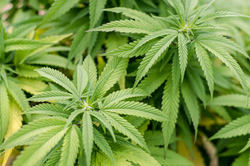 Naklejka na ściany i meble Cannabis plants