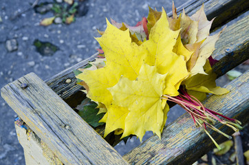 Obraz premium Maple leaves