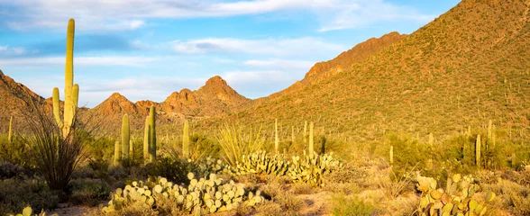 Foto op Aluminium Arizona Desert Landscapes © jon manjeot