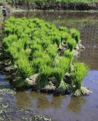 Cluster/Group of rice seedlings ready for planting in a paddy field