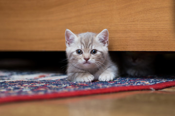 small British kitten peeking out from under the bed at home