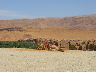 dromadaire panorama