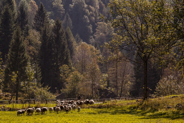 Gregge di pecore in momtagna 