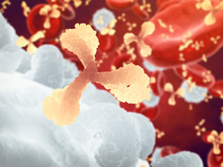 Antibodies and white and red blood cells , Immunoglobulin and plasma cells , Infectious disease , Immune system