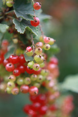 Johannisbeeren am Strauch