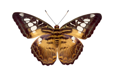 Fototapeta premium Butterfly Parthenos Sylvia