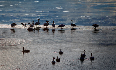 Łabędzie Na Krze © Wojciech Lisiński