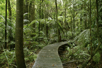 Tropical forest boardwalk in jungle