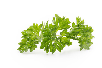 Parsley herb isolated on white background.
