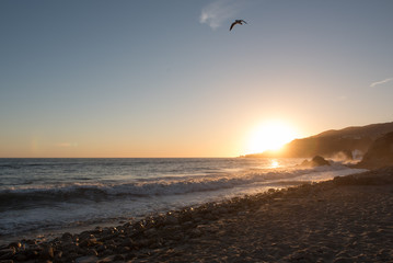 Santa Monica Sunset with Seagull