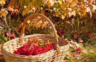 Viburnum berries in the basket