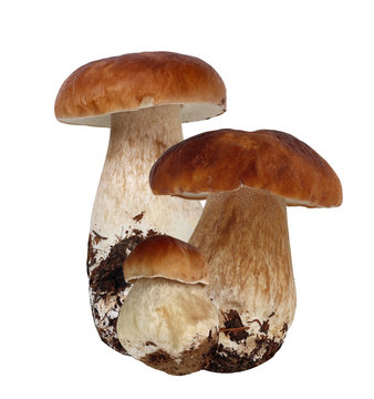 Boletus mushroom, isolate. Cepes.