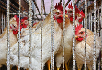 Chickens in a cage ready for sale on the arab market place © monticellllo
