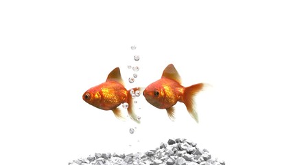 Two goldfish swimming side by side