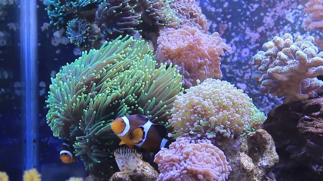 Real nemo in Coral Reef Aquarium Tank (Amphiprion Ocellaris)