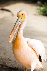 Pelican. Big bird on the beautifyl.