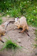 Meerkat, Suricata, suricatta also known as the suricate. Wildlif