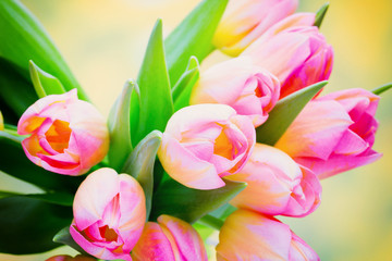 Wiosenne kwiaty, Tulipanowy bukiet - obrazy, fototapety, plakaty