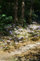 Wild cyclamens in the forest