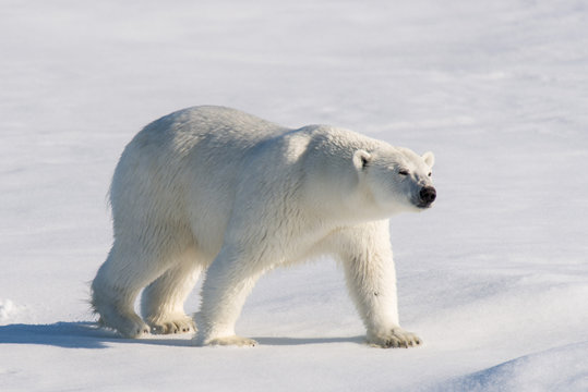 Polar Bear